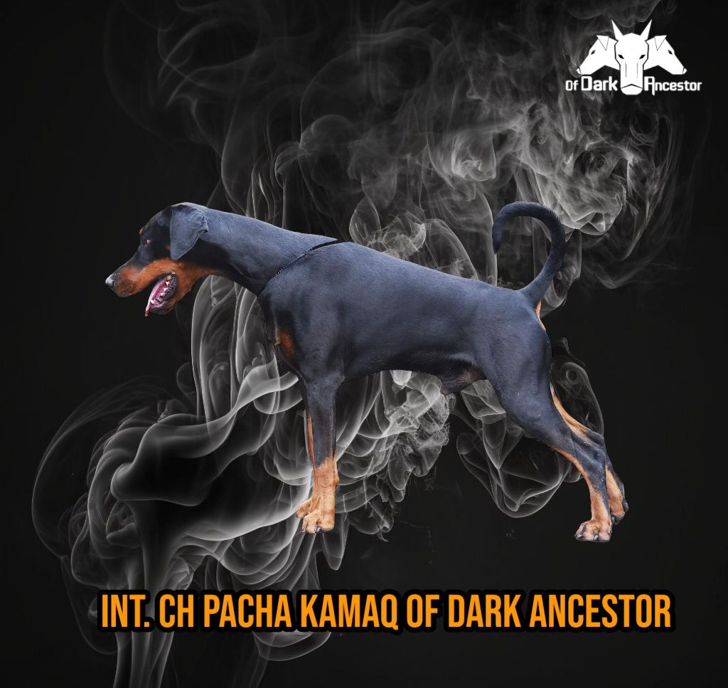 CH. Int. pacha kamaq of Dark Ancestor