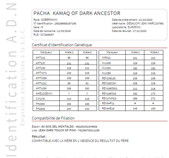 CH. Int. pacha kamaq of Dark Ancestor