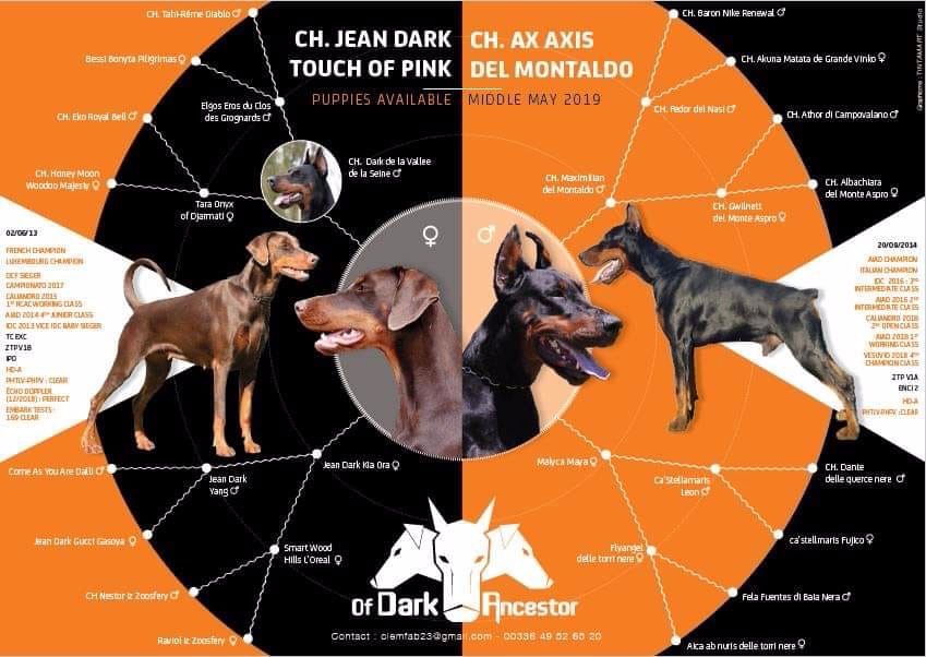 BB of Dark Ancestor 11.03.2019