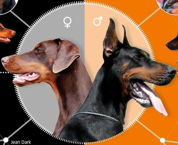 of Dark Ancestor - Dobermann - Portée née le 17/04/2016