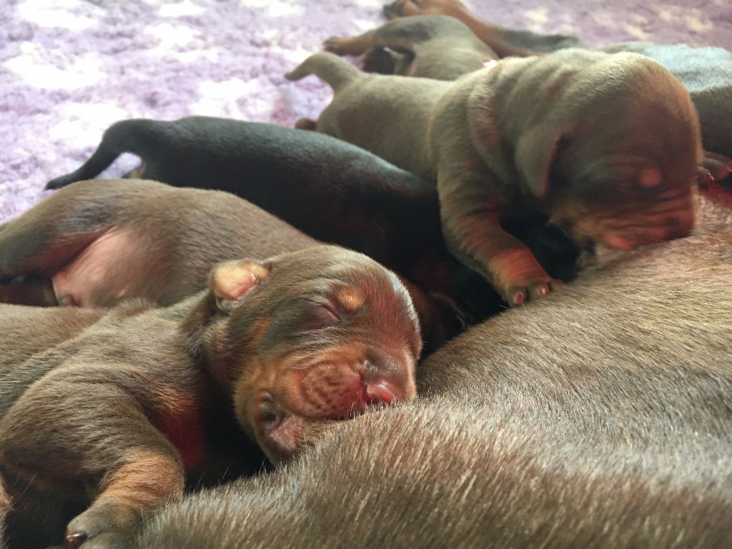 of Dark Ancestor - Dobermann - Portée née le 11/03/2019